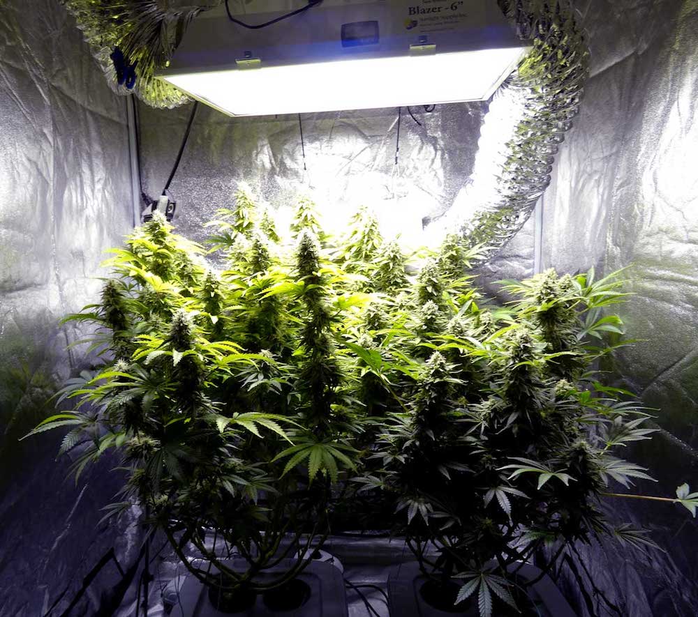 Homegrown Cannabis - Virginia Cultivars