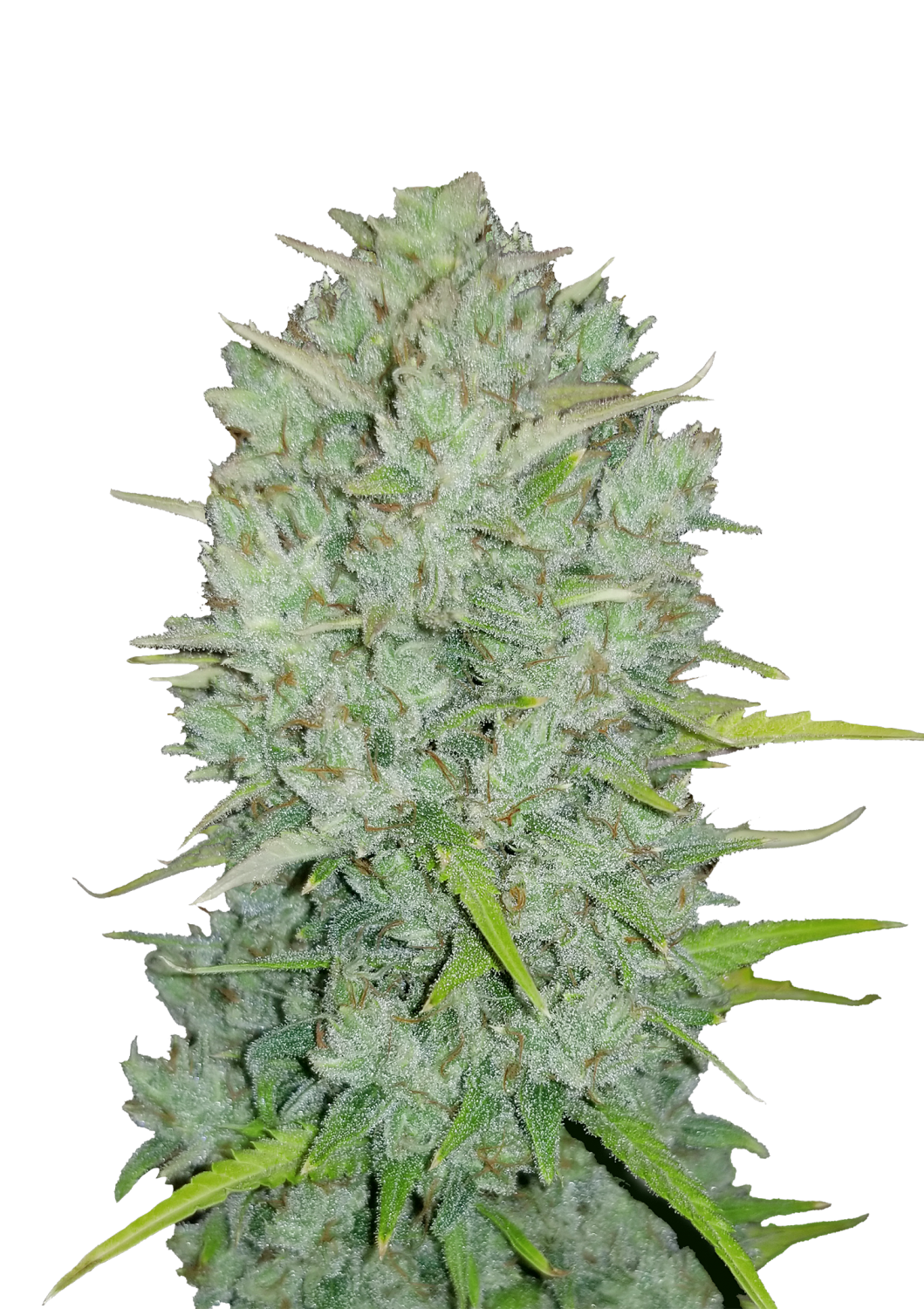 SEEDS Northern Lights Auto Virginia Cultivars